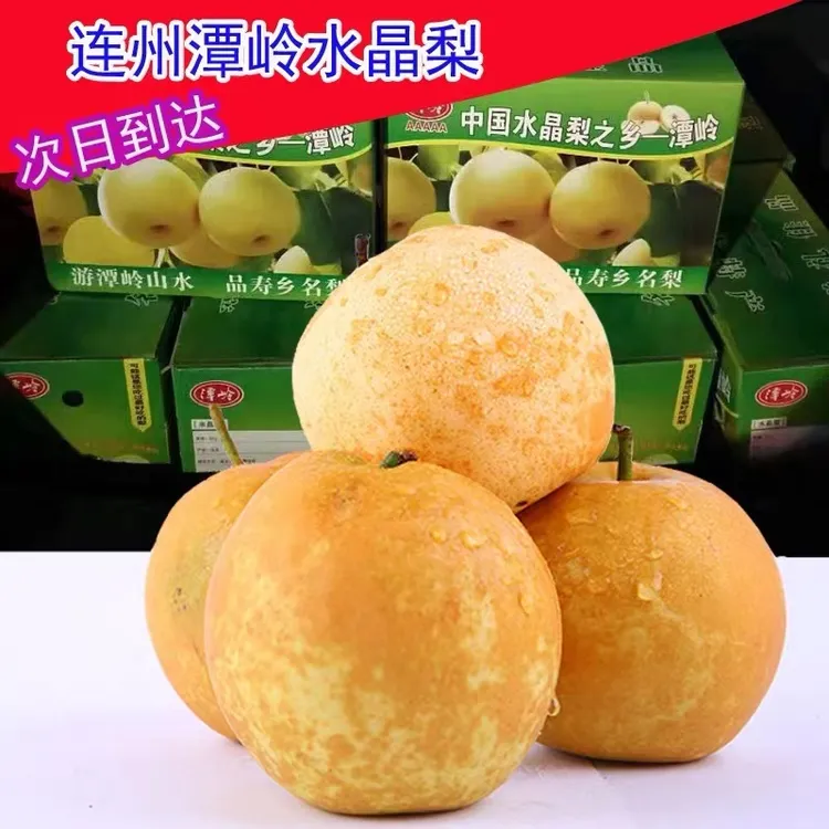 现摘现发连州潭岭水晶梨脆多汁冠梨黄花梨当季新鲜水果产地直发