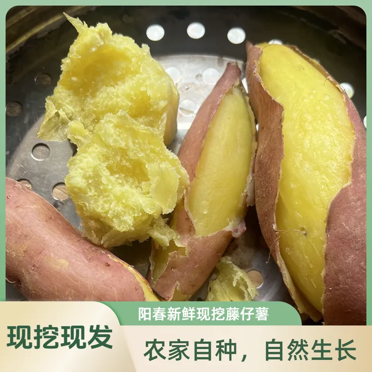 阳春特产现挖番薯藤仔薯黄肉粉糯啃颈番薯现挖现发