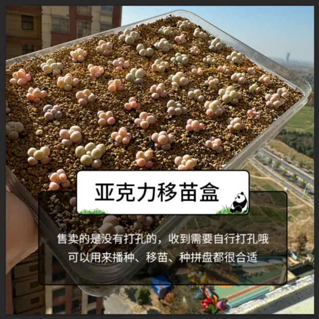 亚克力透明移苗盒 多肉播种育苗移苗拼盘矮盆(8个包邮)育苗盘托盘