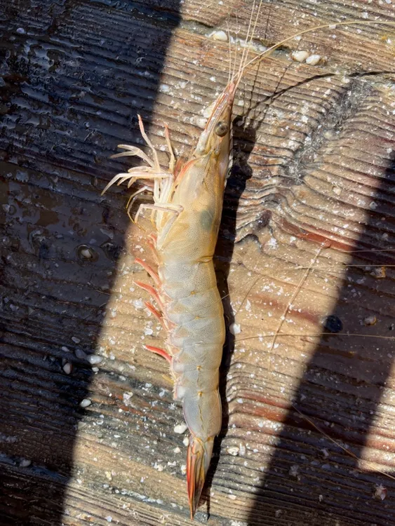 辽宁丹东东港盐场虾一斤12头左右，三斤装；保鲜不保活！