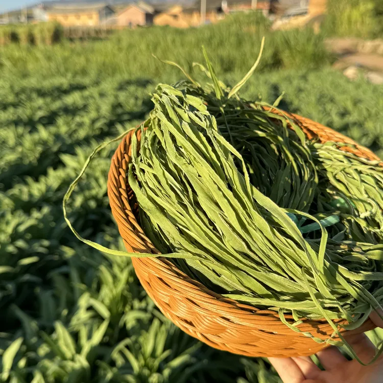 [顺丰包邮]2025年新鲜贡菜云南大理贡菜干脆嫩响菜苔干农家