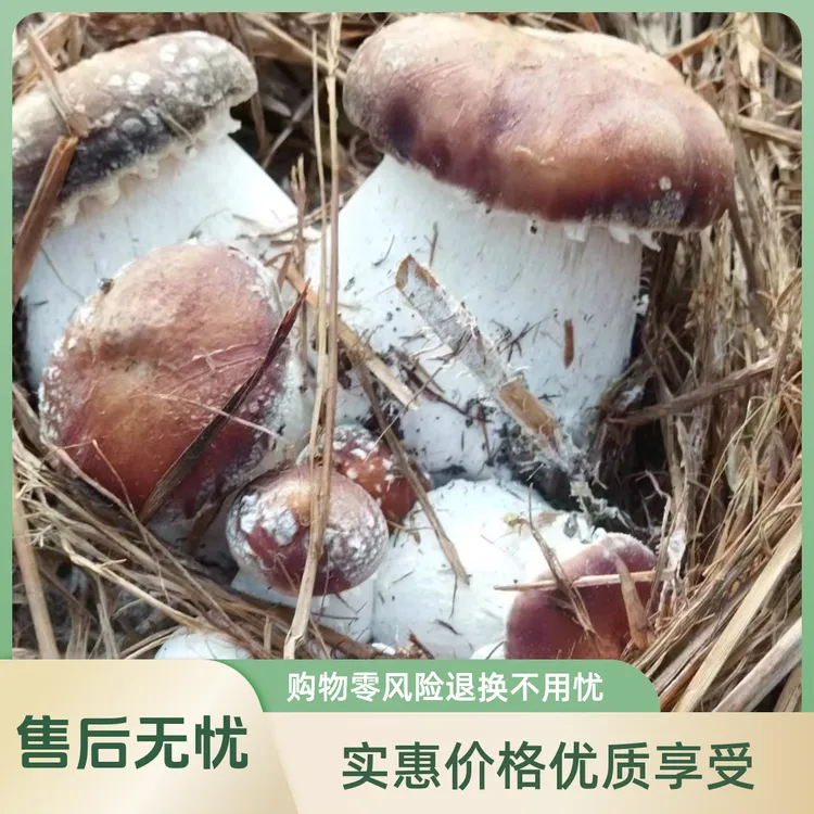 【农场直销】新鲜赤松茸姬松茸林下野生种植农场直达舌尖
