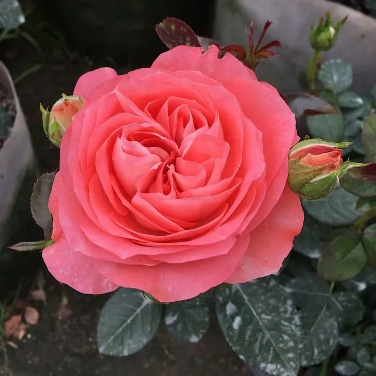 粉色树桩棒棒糖大花微月丰花浓香月季花苗四季开花勤花月季