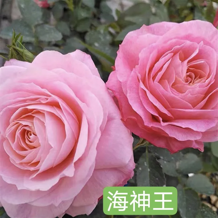 粉色树桩棒棒糖月季阳台玫瑰花苗多季开花好养易活多头花卉