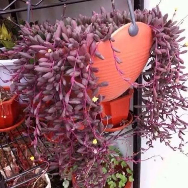 多肉植物紫玄月多肉吊兰佛珠花卉盆栽办公室绿植好养花卉珍珠吊兰