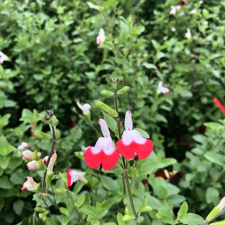 【昕华花卉】樱桃红唇-樱桃香味花期长好养护-2加仑盆-基地直发