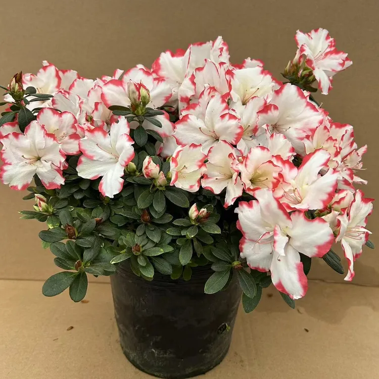 【昕华花卉】彩钻比利时杜鹃花-红色花苞室内外26口径好养护