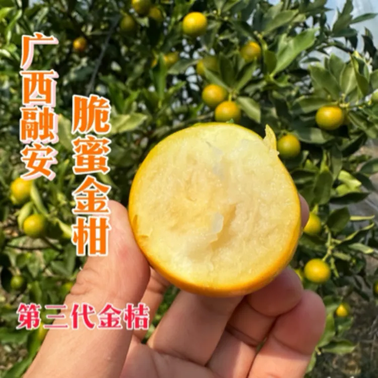 【顺丰快递】广西融安纯甜脆蜜金桔新鲜水果无籽香甜多汁