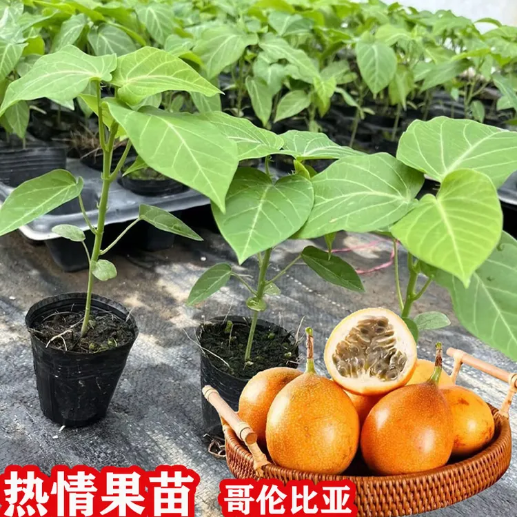 热情果苗云南省纯甜大果哥伦比亚爬藤庭院阳台热情百香果树嫁接苗