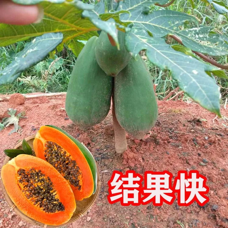 广西木瓜树苗大青冰糖红心木瓜苗矮化特大水果南方种植优质果树苗