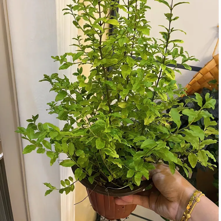 【吉米】亮晶女贞四季金色植物阳台庭院必入耐热耐寒绿色美丽