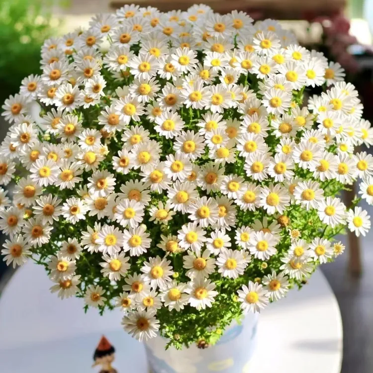白晶菊盆栽四季开花容易爆盆好养护室内外庭院阳台庭院耐寒绿植