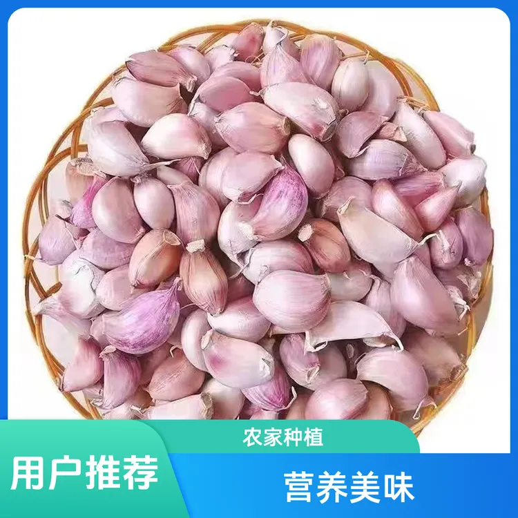 2024紫皮蒜瓣可吃可种秋季出蒜苗精选新鲜红皮蒜瓣种子小香蒜干蒜