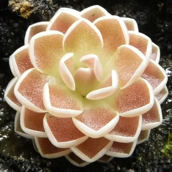 捕虫堇粘虫子可爱迷你桌面盆栽各种捕蝇草食人花粘虫子毛毡苔耐阴