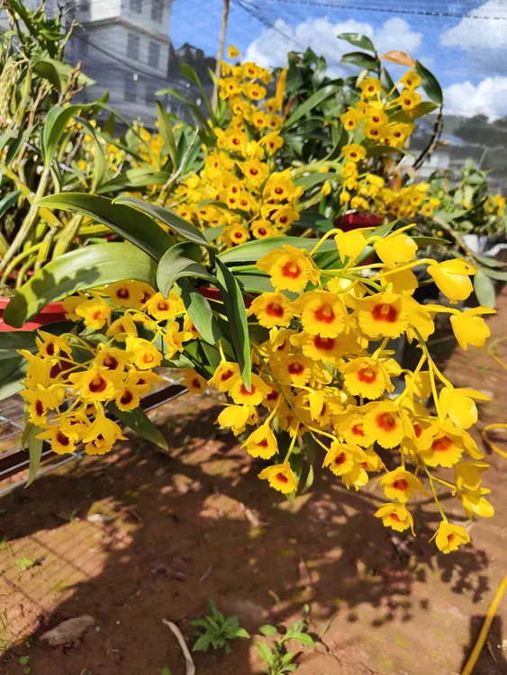 鼓锤石斛 一杯栗斑石斛不带花（花期已过）