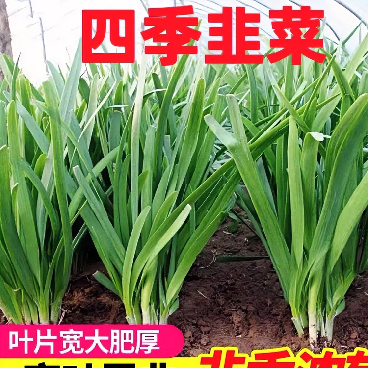 四季大叶韭菜白根紫根菜良种籽子阳台花盆阳台花菜园种孔雀菜种子