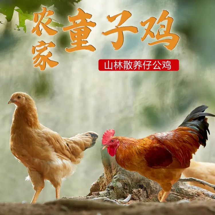 【买一送一】皖南山林散养仔公鸡 1.6-1.8斤/只 *2 现杀现发小公鸡