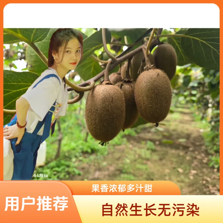 林婼晗眉县徐香翠香猕猴桃产地直发