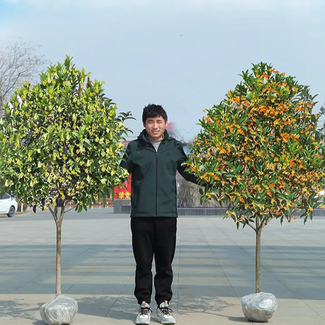 四季桂花树苗庭院浓香花卉四季常青花树金桂丹桂桂花树