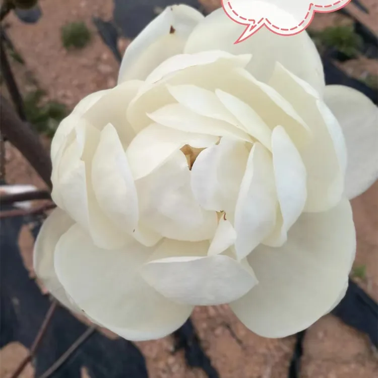 春夏秋三季开花白牡丹玉兰 新品种玉兰 盆栽地栽玉兰