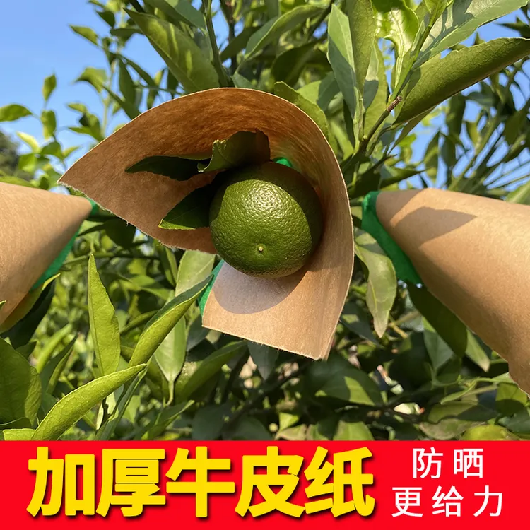 柑橘防牛皮纸晒太阳果贴纸防晒纸柑桔防晒贴果子橘子包装丰收季