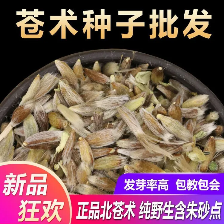 苍术种子专家新苍术种籽药材苗种植春四季开花播种含砂点的苍术苗