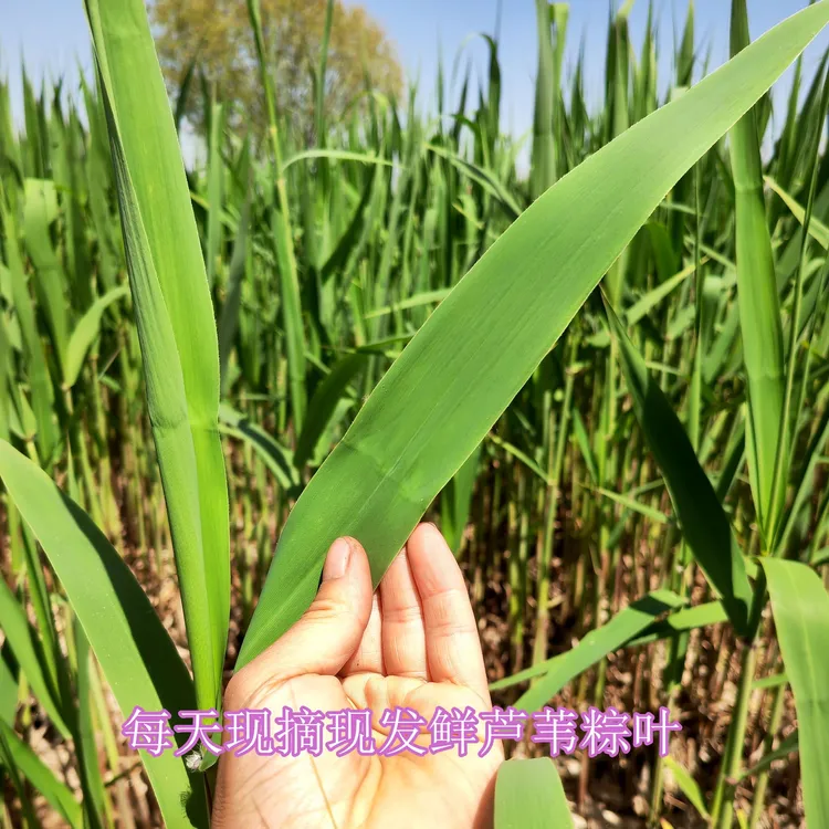 白洋淀现摘现发粽叶，鲜粽子叶