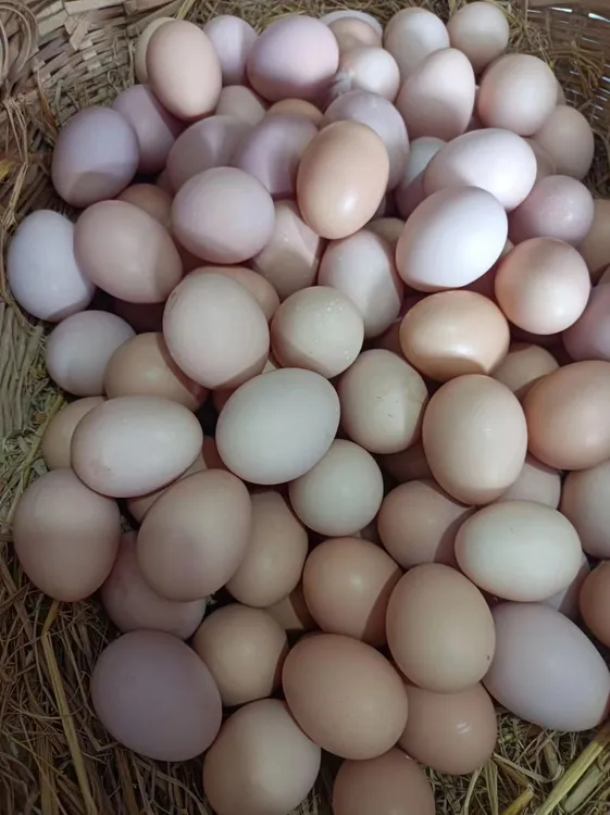 土鸡蛋。林地散养