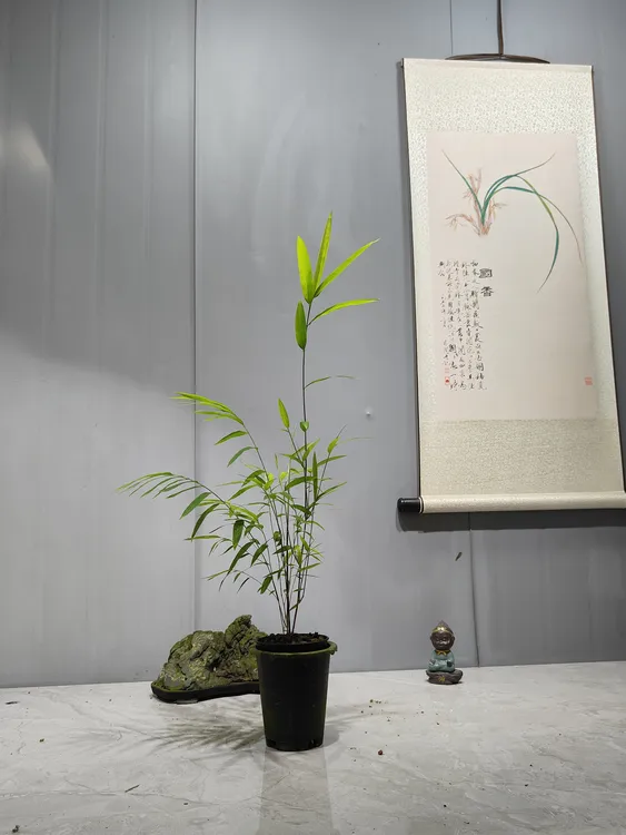 四季常青居家办公（一物一拍）正宗中国台湾内门竹四季常青