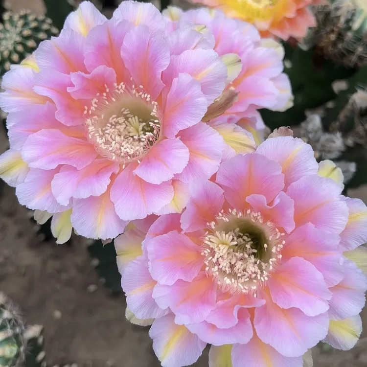 新品仙人球 彩草 淑妃 两单包邮