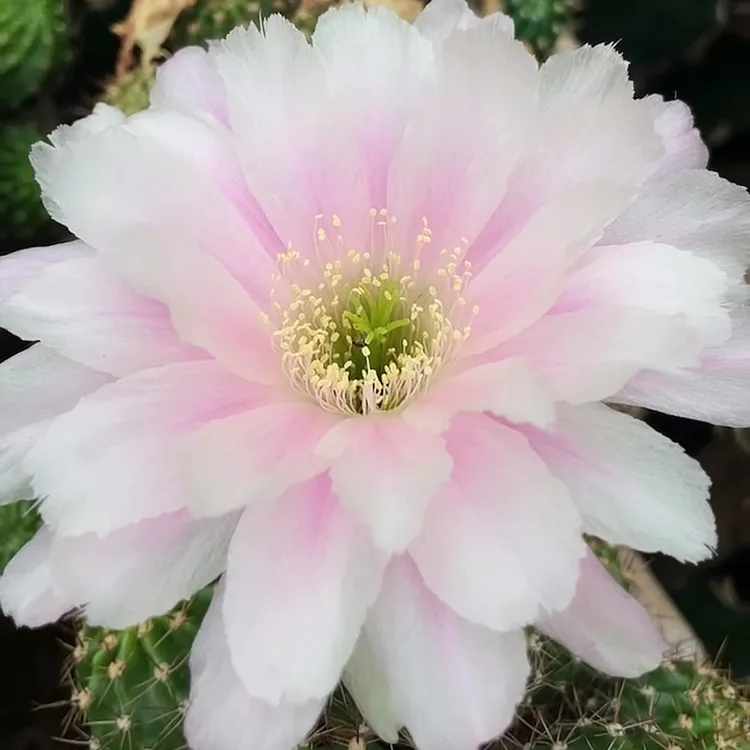 仙人球 新品丽花 浅醉无根侧芽