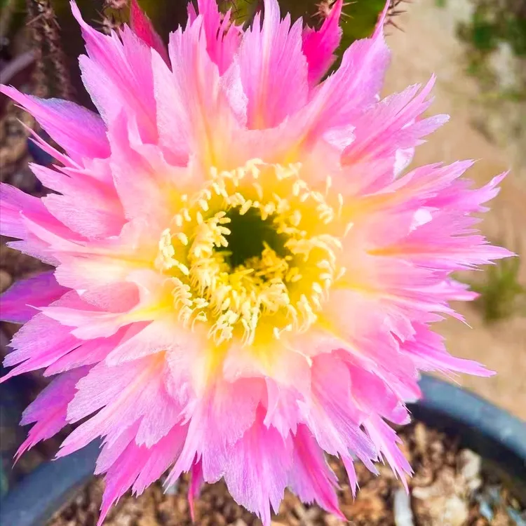 仙人球毛花柱 紫微星  两单包邮