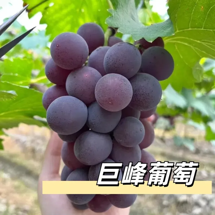 巨峰葡萄新鲜当季水果批发一整箱巨峰葡萄超甜应季水果