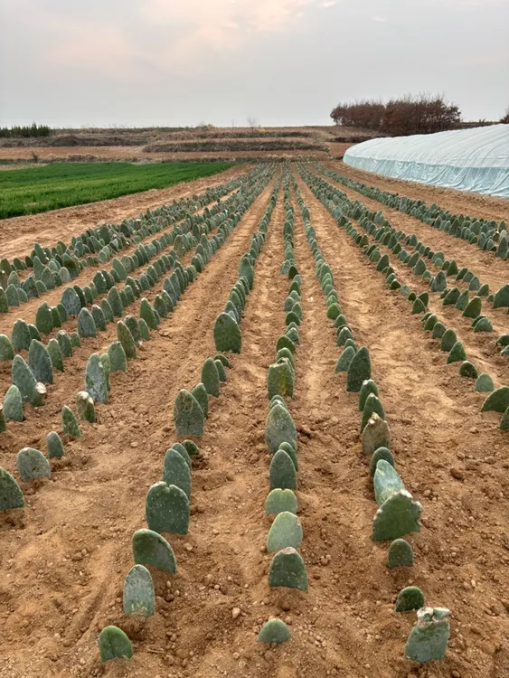 几乎没有刺的米邦塔仙人掌叶片厚可以嫁接食用种的时候不用浇水