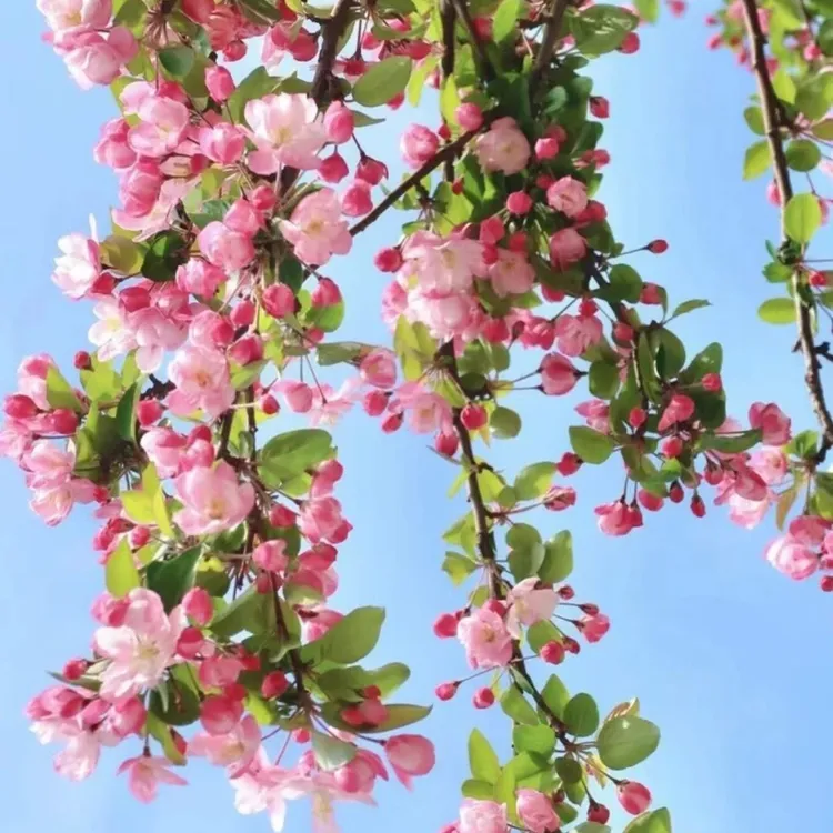  海棠花树盆栽地栽