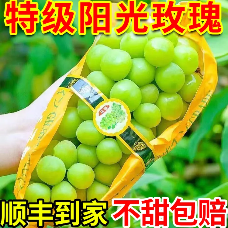 【超低价】阳光玫瑰葡萄晴王新鲜水果批发正宗青提葡萄提子无核批