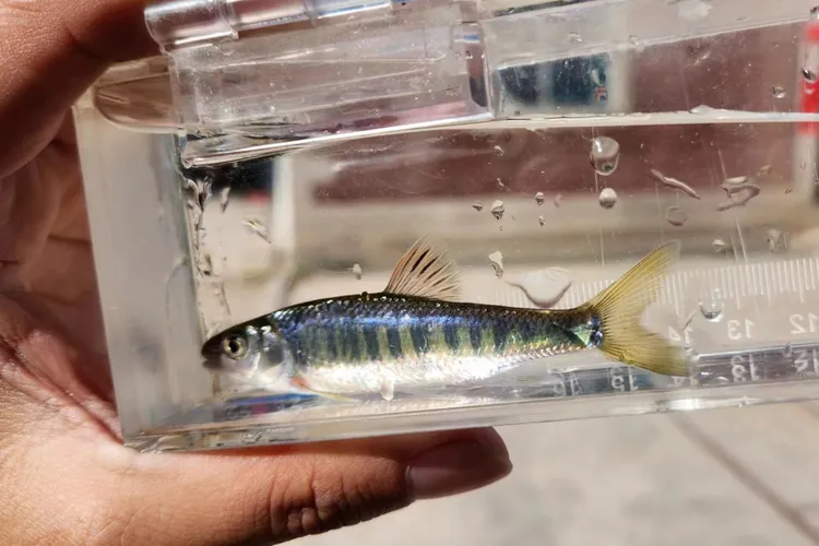 原生溪流鱼长鳍鱲冷水鱼桃花鱼耐活好养亚成体大福利直播间专用