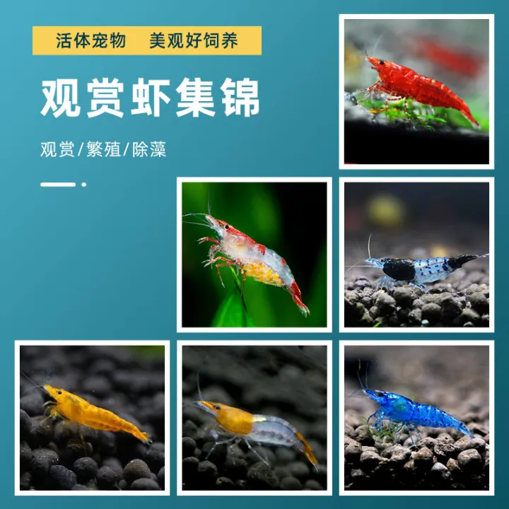 一顺展除藻套餐观赏鱼虾活体除藻虾鲜活工具虾极火水晶虾青鱂鱼