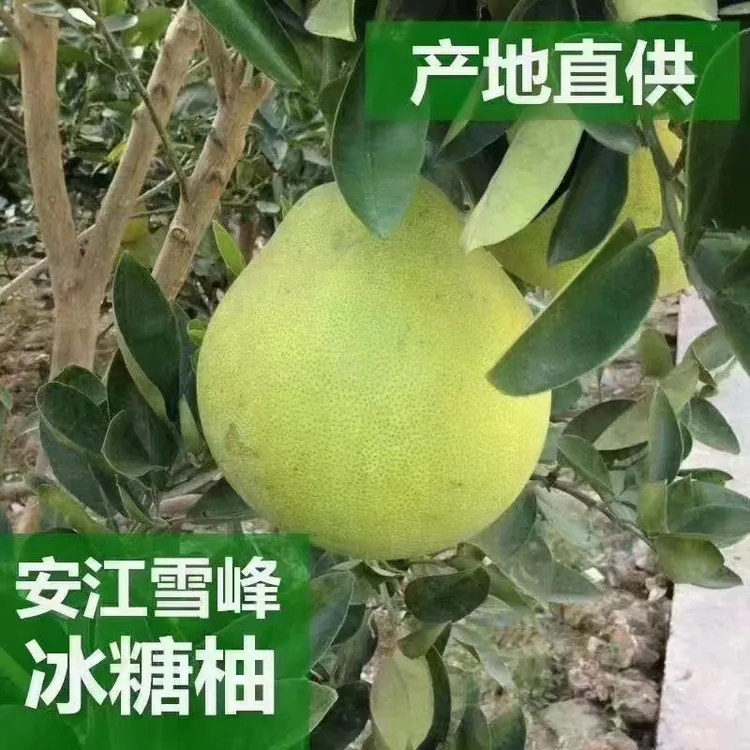 湖南怀化安江小苦柚麻麻柚袋装50斤包邮