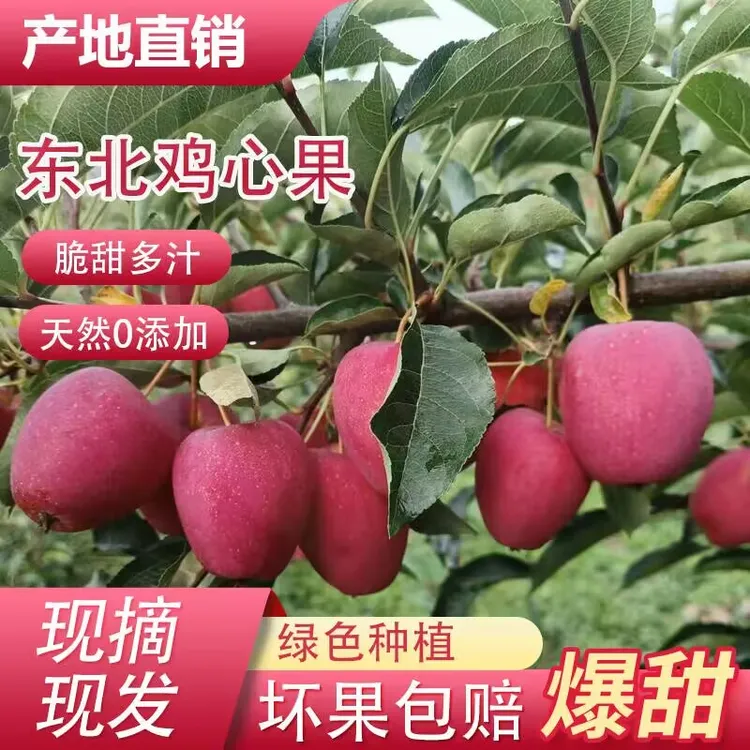 东北鸡心果特产新鲜应季水果吉林产地现摘现发绿色孕妇爱吃