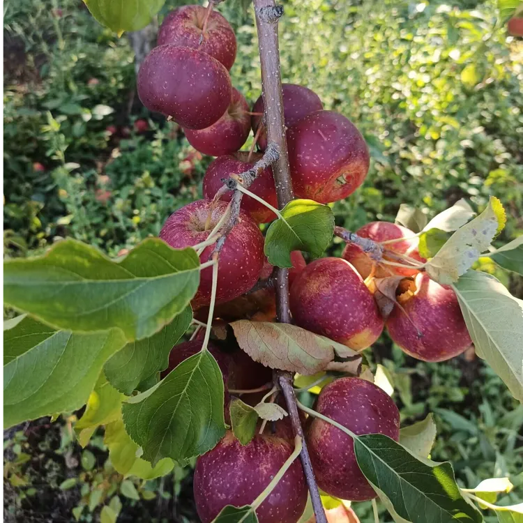 东北龙丰果大秋果丑苹果脆甜现摘应季冰糖心绿色孕妇水果