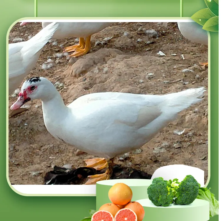 闽南特色正番鸭老菜鸭公鸭精选鸭溪水环山喝山泉水炖汤食材新鲜