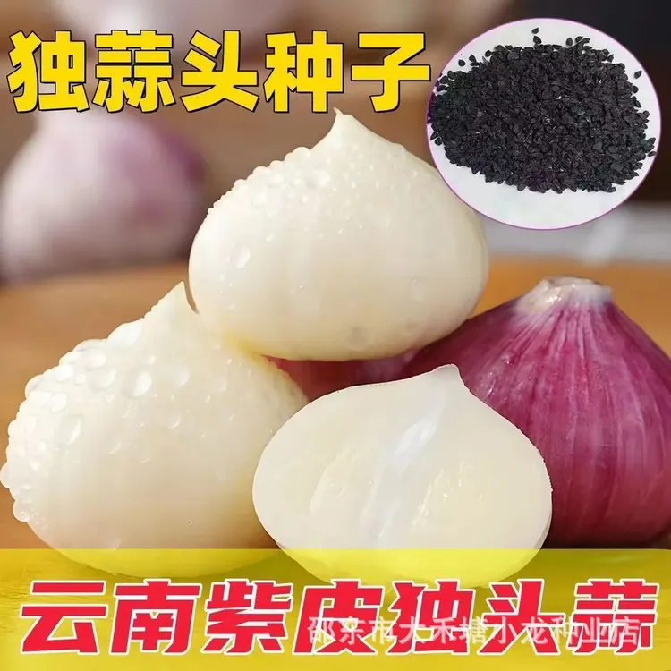 ZE【紫皮单头蒜】种子单头蒜种籽圆头薄皮蒜种单头大蒜白心种子