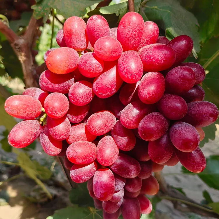 克伦生无籽红提现摘现发新鲜采摘脆甜多汁