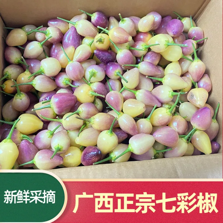 云南广西特产七彩泡椒五彩椒灯笼椒泡椒特辣新鲜辣椒脆嫩肉厚脆爽