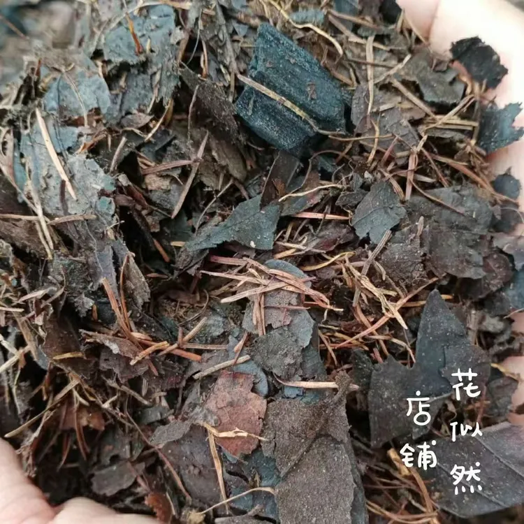 君子兰专用土凤凰山腐叶腐熟发酵橡树叶松针加木炭高端营养批发