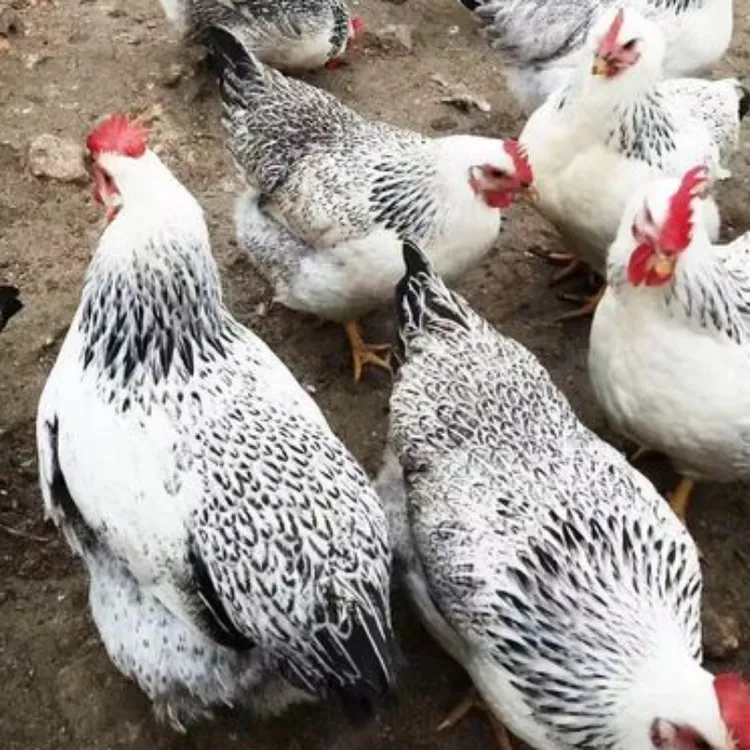 正宗汶上芦花鸡下蛋鸡