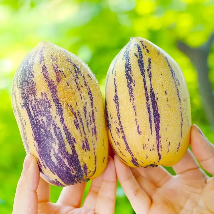 民勤人参果大果4.5斤单果150g+ 坏果包赔