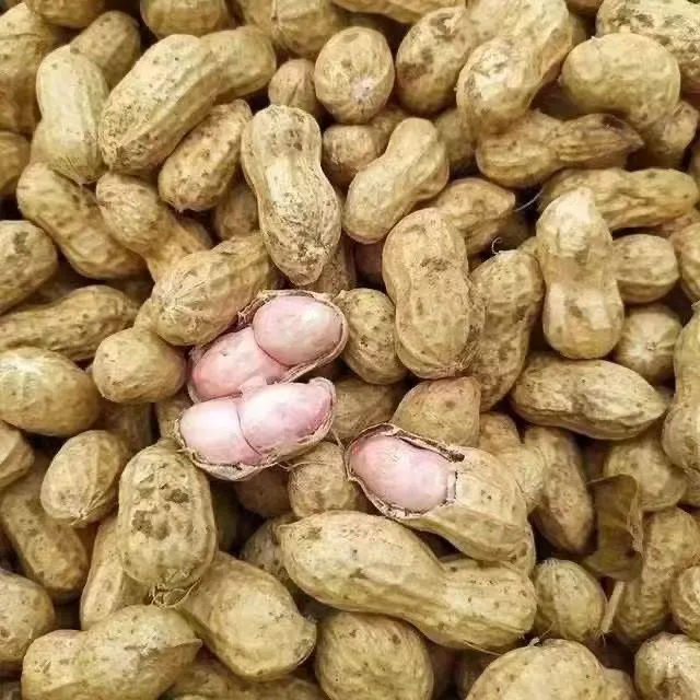 新鲜湿花生2025年现挖带泥鲜花生优质带壳花生米农家自种粉皮水煮