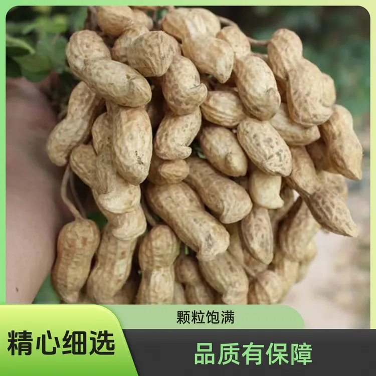新鲜湿花生现挖带泥鲜花生挑选带壳花生农家自种粉皮水煮生花生